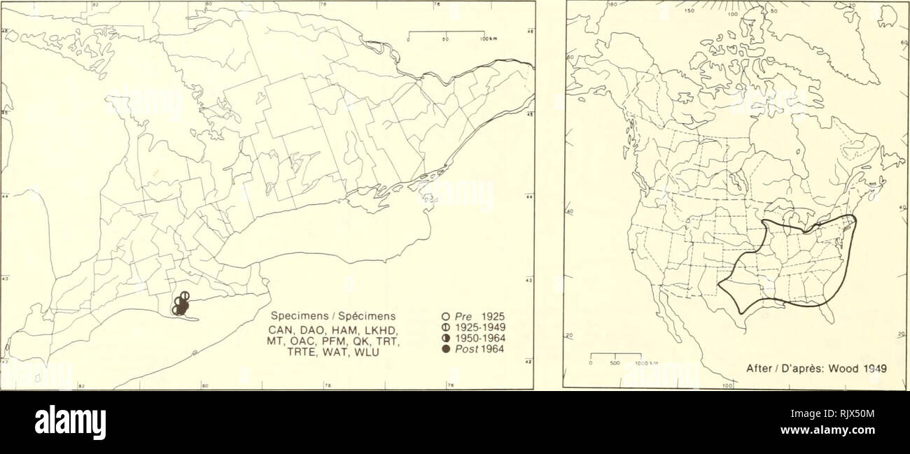 . Atlas of the rare vascular plants of Ontario. Rare plants; Botany. Atlas of the Rare Vascular Plants of Ontario / Atlas des plantes vasculaires rares de l'Ontario FABACEAE Tephrosia virginiana (L.) Pers. Catgut Tephrosie. After/ D'après: Wood 1949 HABITAT: Dry, sandy, open woods. STATUS: Rare in Canada, Minnesota, New Hampshire, and Rhode Island. HABITAT: Forêts claires, sèches et sablonneuses. SITUATION: Rare au Canada, au Minnesota, au New Hampshire et au Rhode Island. REFERENCES / SOURCES Soper, J.H. 1962. Some genera of restricted range in the Carolinian flora of Canada. Transactions of  Stock Photo