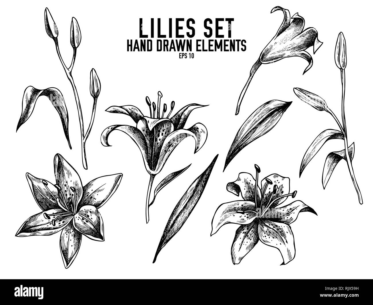Vector collection of hand drawn black and white lilies Stock Vector