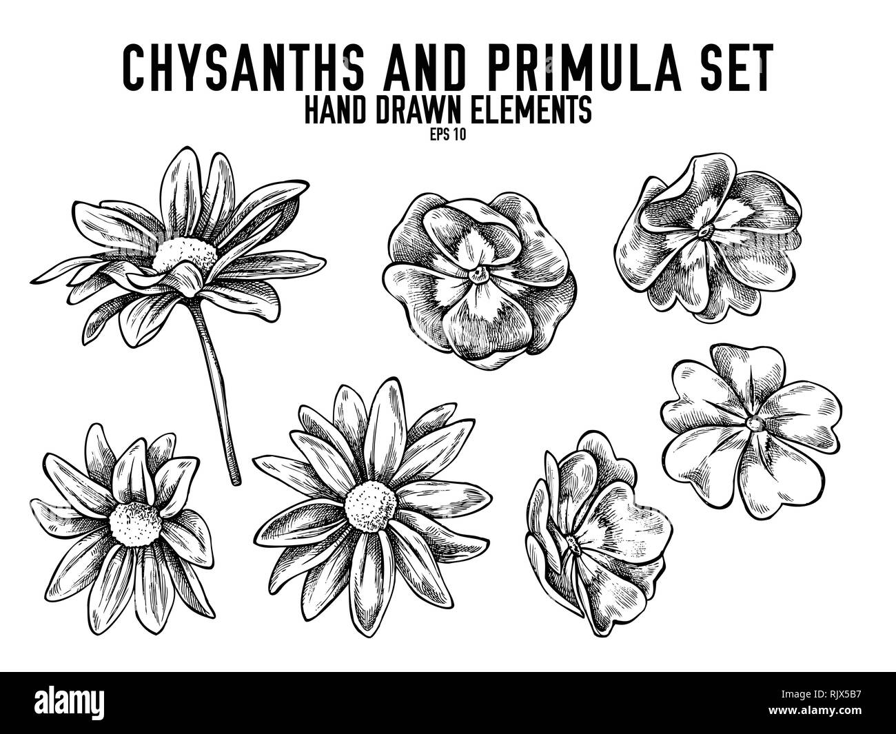 Vector collection of hand drawn black and white chrysanths, primula Stock Vector