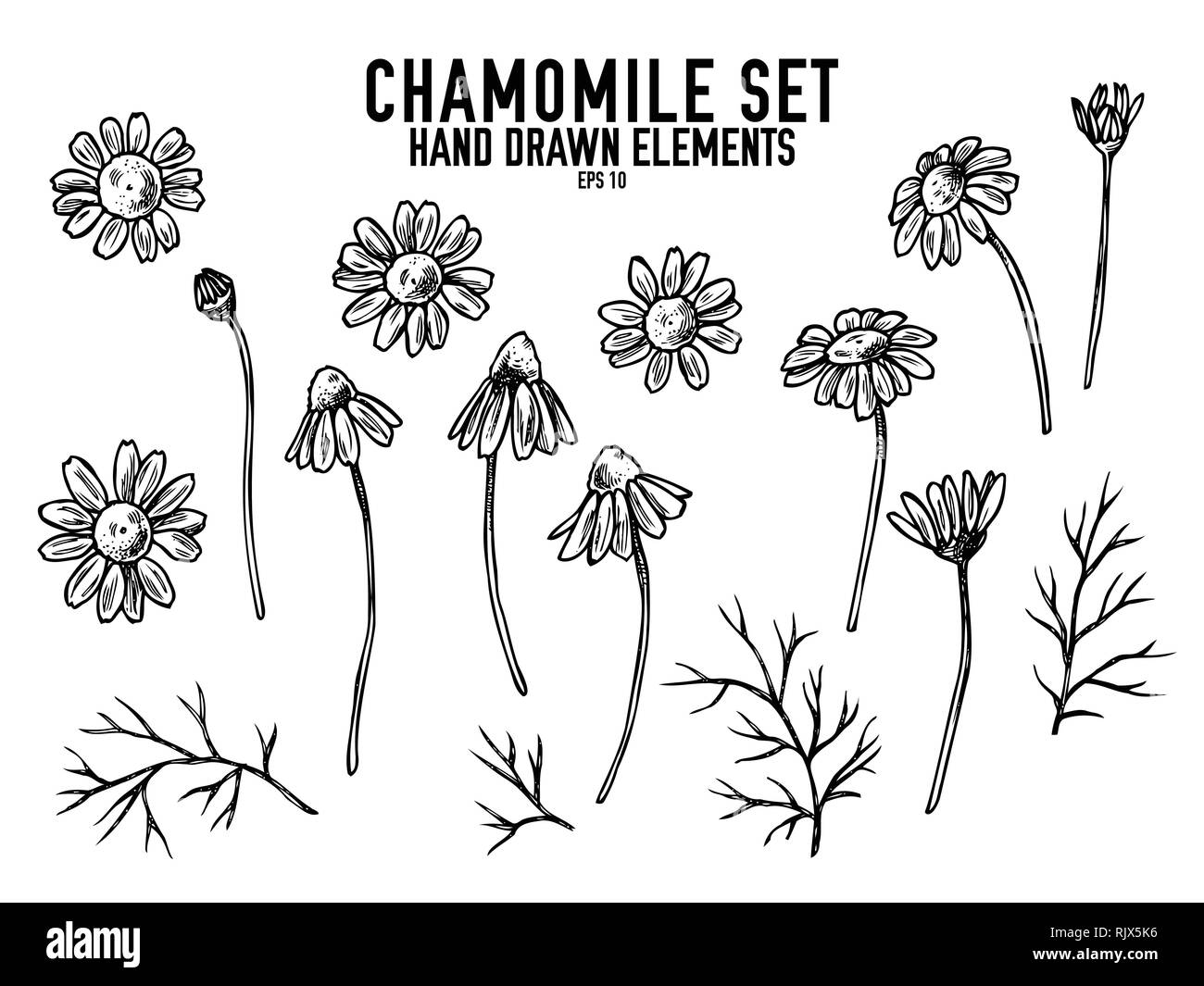 Vector collection of hand drawn black and white chamomile Stock Vector