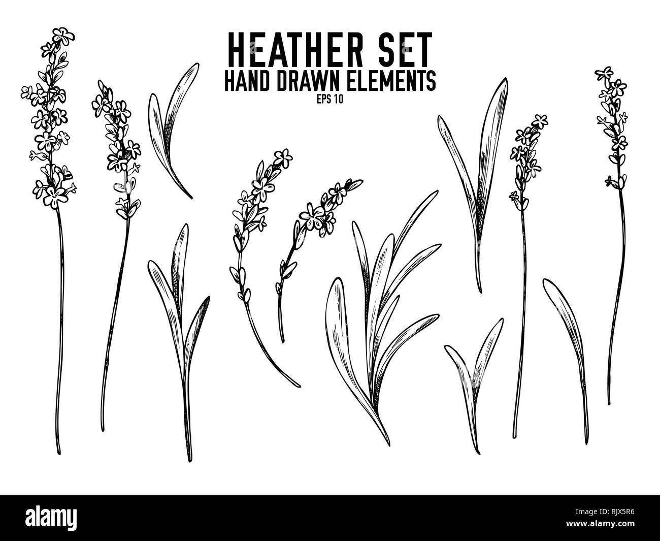 Vector collection of hand drawn black and white heather Stock Vector