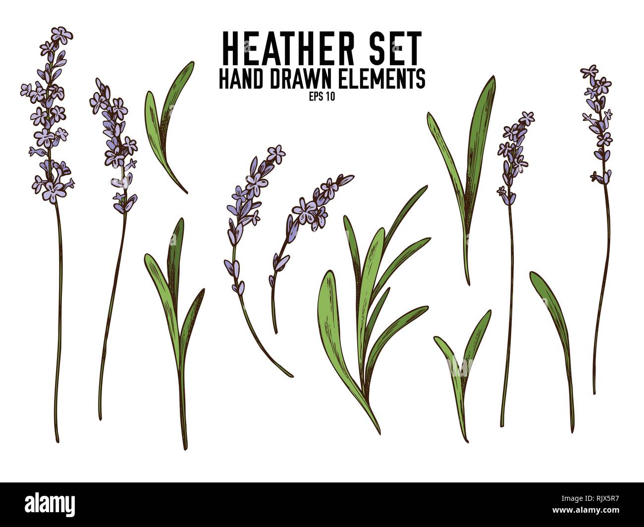 Vector collection of hand drawn colored  heather Stock Vector