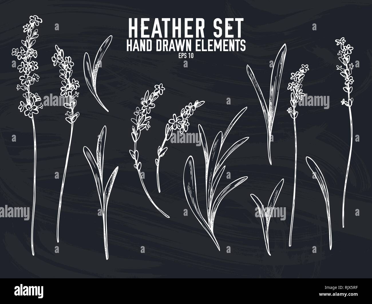 Vector collection of hand drawn chalk heather Stock Vector