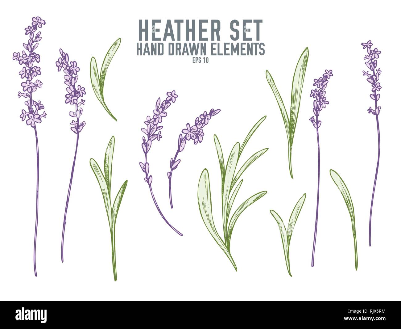 Vector collection of hand drawn pastel heather Stock Vector