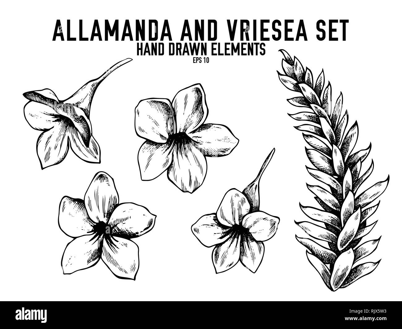 Vector collection of hand drawn black and white allamanda, vriesea Stock Vector