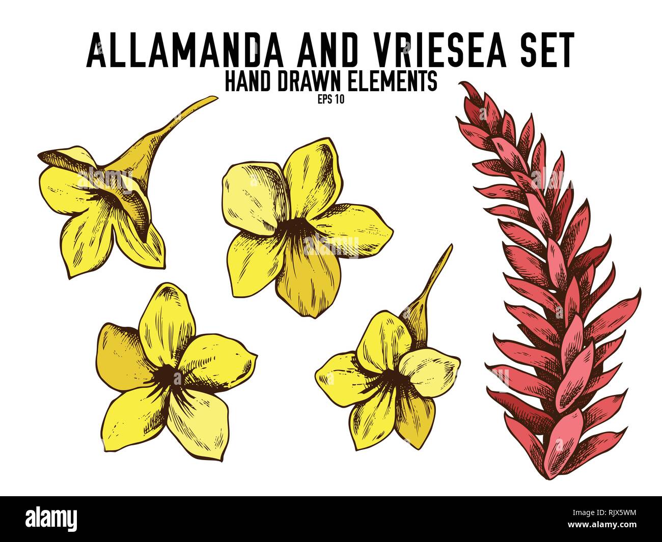 Vector collection of hand drawn colored  allamanda, vriesea Stock Vector