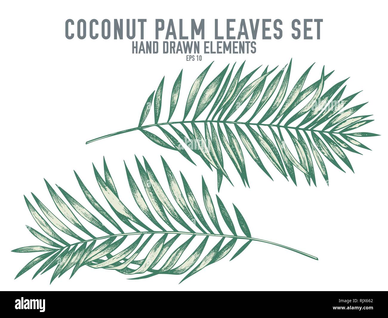 Vector collection of hand drawn pastel coconut palm leaves Stock Vector