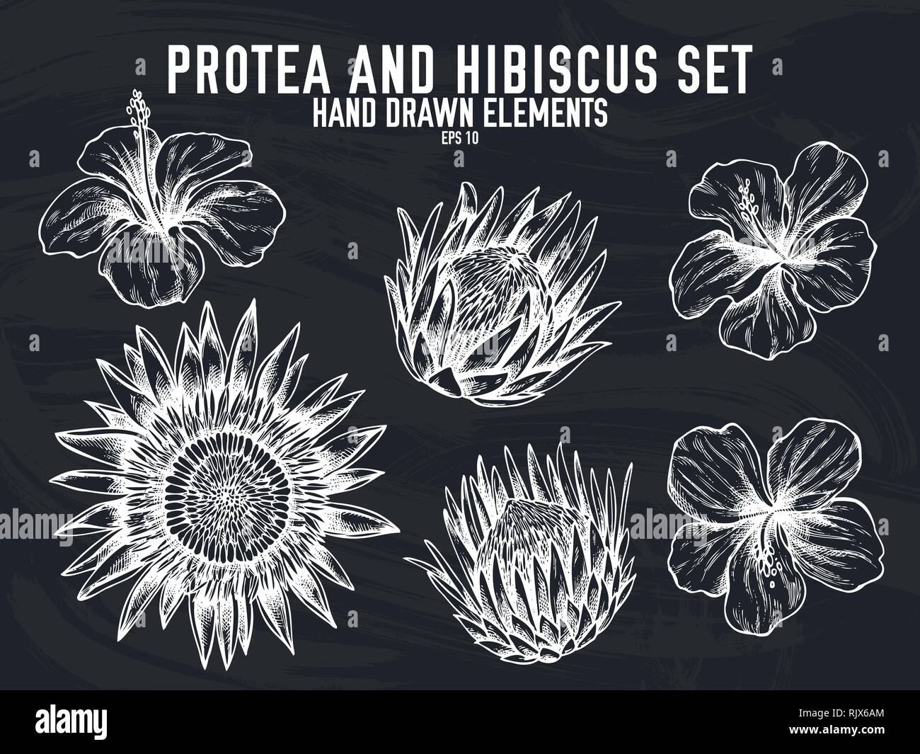 Vector collection of hand drawn chalk protea, hibiscus Stock Vector