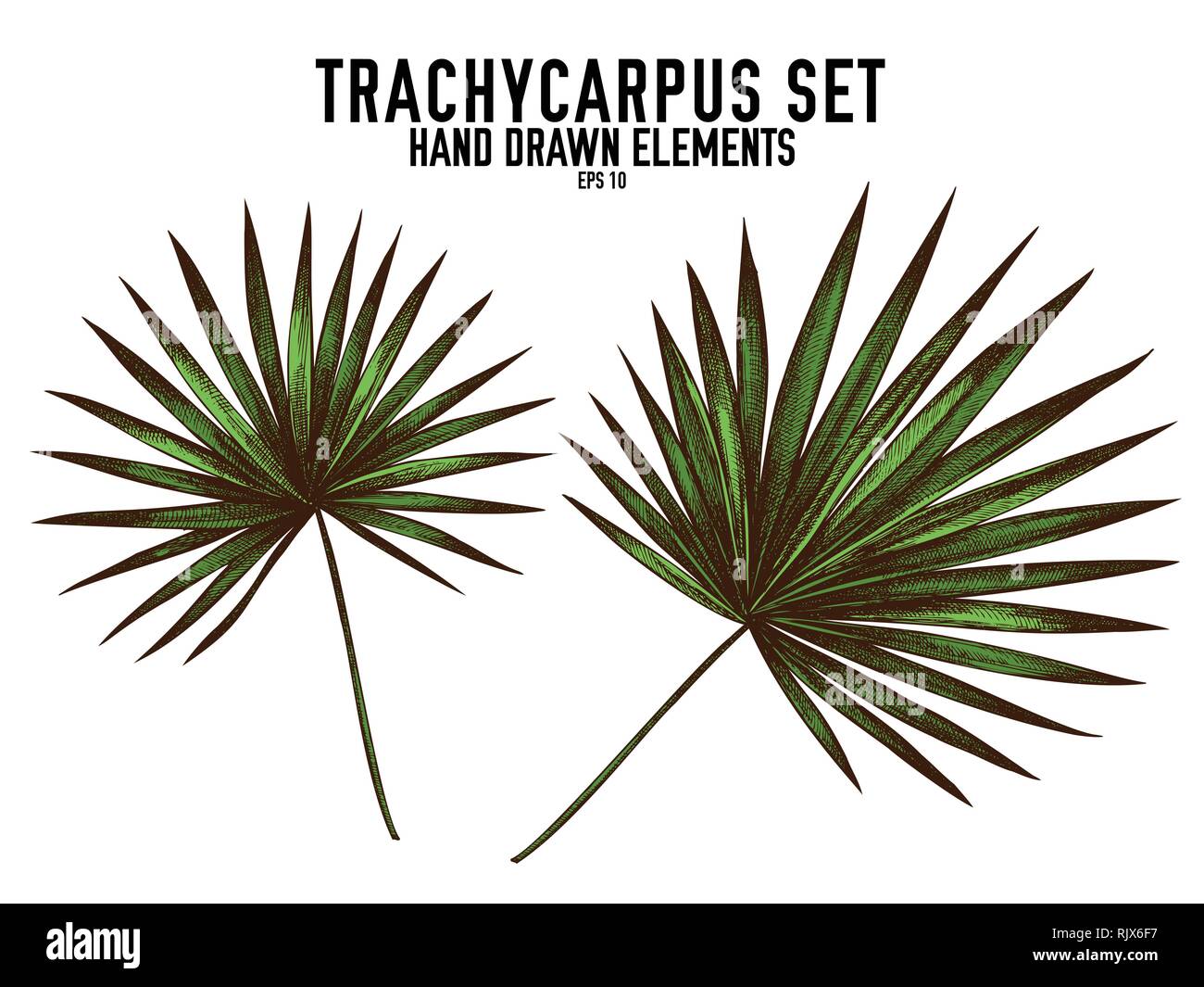 Vector collection of hand drawn colored  trachycarpus Stock Vector