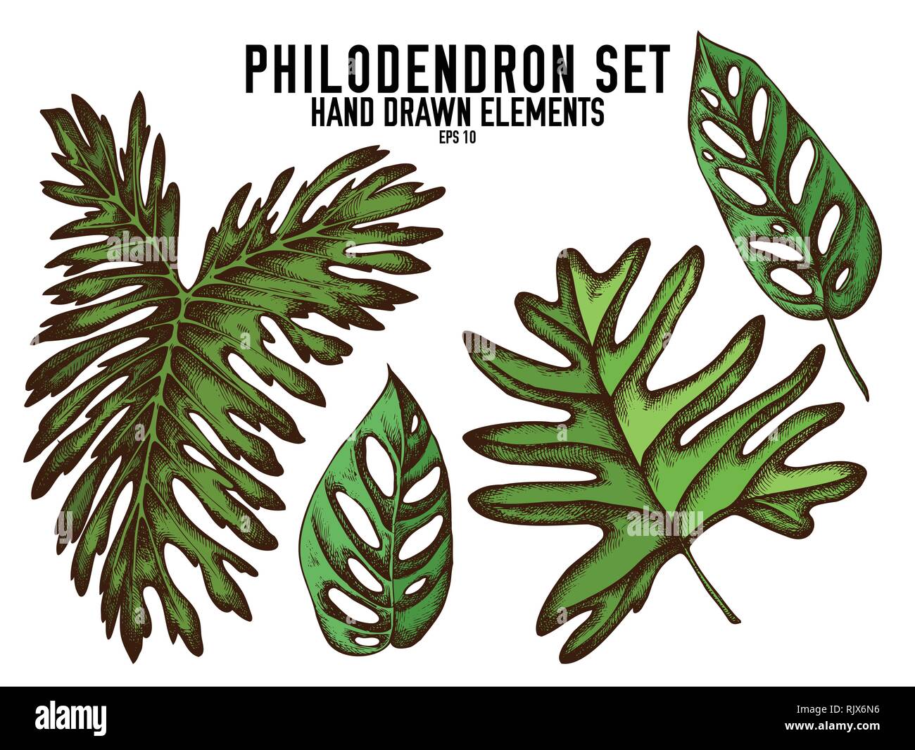 Vector collection of hand drawn colored  philodendron Stock Vector
