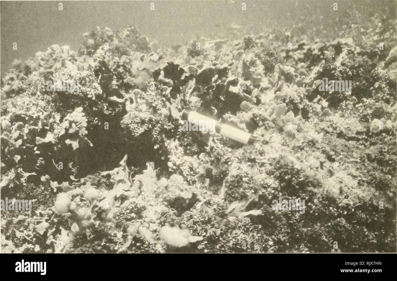 . Atoll research bulletin. Coral reefs and islands; Marine biology; Marine sciences. Figure 4. Pond A - Cat Cay. Western rim north of the western entrance. Dead Agaricia tenuifolia partly covered by Chondrilla cf. micula, Halimeda opuntia, and mats of colonial Zoanthus sp. Scale = 20 cm. June 13, 1999.. Figure 5. Pond A - Cat Cay. Formerly coral-rich area around a small mangrove island at the southern end of this pond. Dead Agaricia tenuifolia being overgrown by Halimeda opuntia and tufts of filamentous blue-green algae. Scale = 20 cm. June 13, 1999.. Please note that these images are extracte Stock Photo
