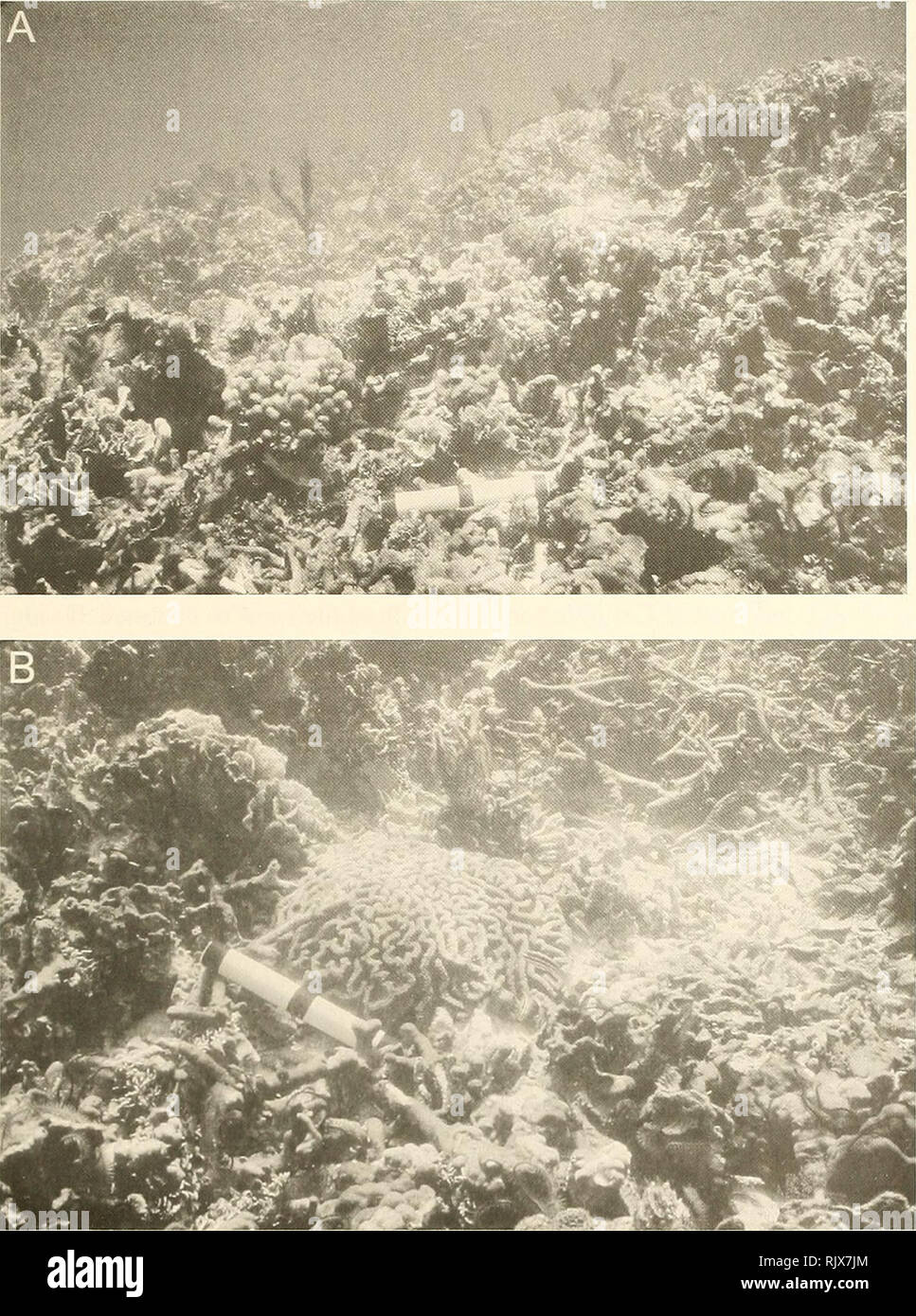. Atoll research bulletin. Coral reefs and islands; Marine biology; Marine sciences. 39. Figure 3. Pond A - Cat Cay. Crest of ridge across western entrance. A) Patches of live Pontes divaricata on a bottom consisting of dead coral encrusted by Chondrilla cf. nucula. B) Live colony of Colpophyllia natans surrounded by dead coral encrusted by C. cf. nucula and packed with Halimeda opuntia. Scale = 20 cm. June 13, 1999.. Please note that these images are extracted from scanned page images that may have been digitally enhanced for readability - coloration and appearance of these illustrations may  Stock Photo