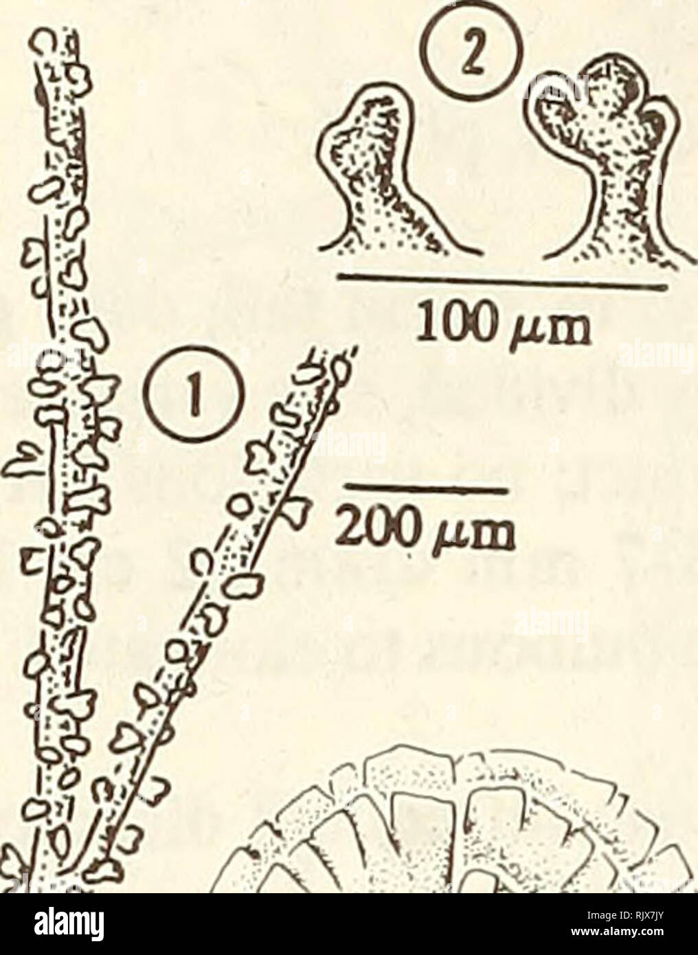 . Atoll research bulletin. Coral reefs and islands; Marine biology; Marine sciences. 18. ft §2 © 4 las 1. Blade siphons. 2. Lateral appendages of blade. 3. Habit of plant. Udotea wilsonii A. Gepp, E.S. Gepp &amp; Howe in A- Gepp &amp; E.S. Gepp 1911: 130-131,144, pi. VII, fig. 66; pi. VIII, figs. 67,67a, 68,68a. [as U. wilsoni] Thallus of multiple fan shaped blades radiating from central axis (rarely as single flat blade), lightly calcified; to 13 cm tall; dark gray-green; blade wider (10 cm) than long (8 cm), thin (1-2 mm); cortex incomplete; zonation faint; stipe 1-2 mm diam., l-2(-4) cm lon Stock Photo