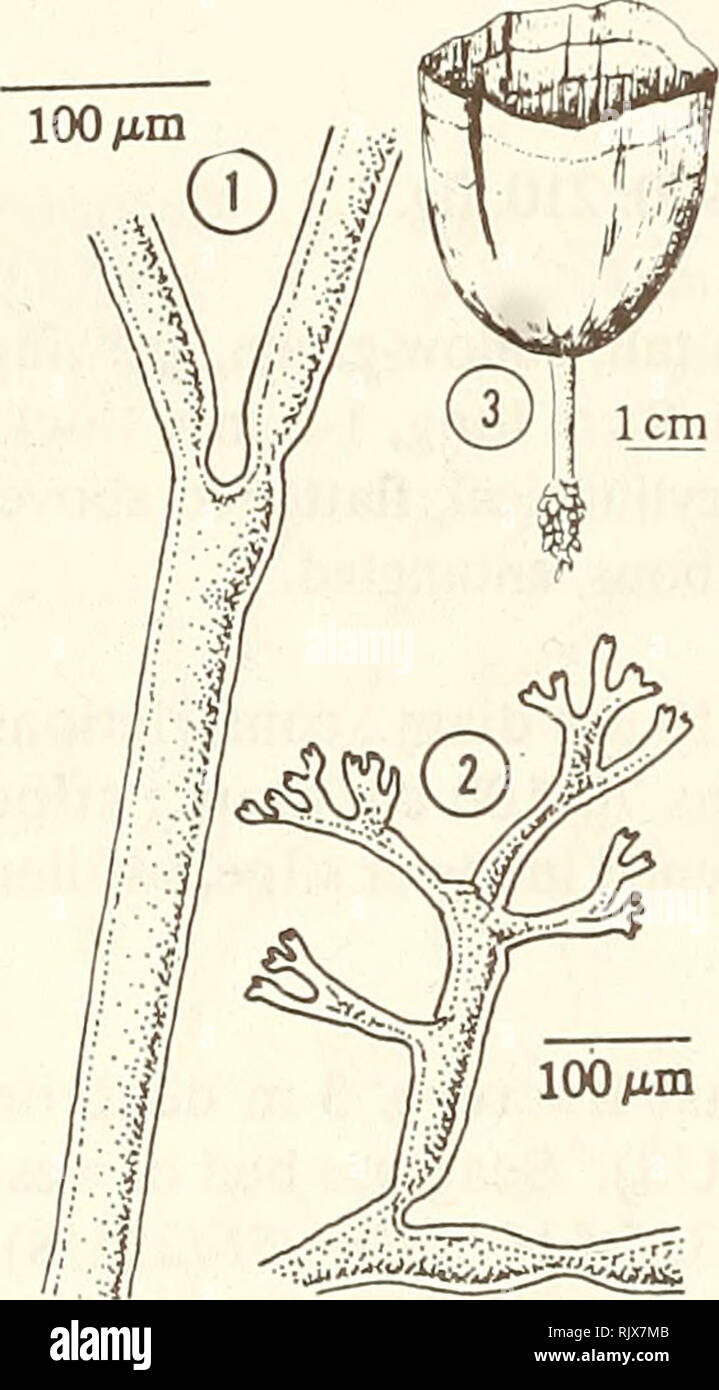 . Atoll research bulletin. Coral reefs and islands; Marine biology; Marine sciences. 1. Blade siphon. 2. Stipe siphon with lateral appendages. 3. Habit of plant. Udotea caribaea D.S. Littler &amp; M.M. Littler 1990:211, fig. 2. Thallus widely fan shaped, heavily calcified; to 9 cm tall; yellow or white- green, ash-white when dried; blade to 10 cm wide, 7 cm long, 0.5-1.0 mm thick; cortex absent; zonation obscure; stipe 2-5 mm diam., to 2.5 cm long, no clear demarcation between stipe and blade surface texture; rhizoidal mass bulbous, entangled. Blade siphons lacking lateral appendages, tightly  Stock Photo