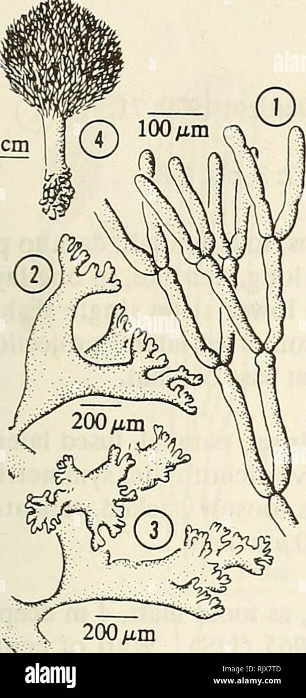 . Atoll research bulletin. Coral reefs and islands; Marine biology; Marine sciences. 13 lcm. 1. Cap siphons. 2 &amp; 3. Lateral appendages of stipe. 4. Habit of plant. PeniciUus lamourouxii Decaisne 1842:97. Thallus shaggy, bristly, heavily calcified, shaving brush-like; to 10 cm tall; faded, light green; cap spherical to oval, 2-5 cm diam., as long as broad; cap siphons sparsely scattered, dichotomously branched; stalk unbranched, 5-8 mm diam., 3-4 cm long, often compressed, surface smoothly corticated; rhizoidal mass bulbous. Cap siphons 300-500 /xm diam., stiff, often sporadically monilifor Stock Photo
