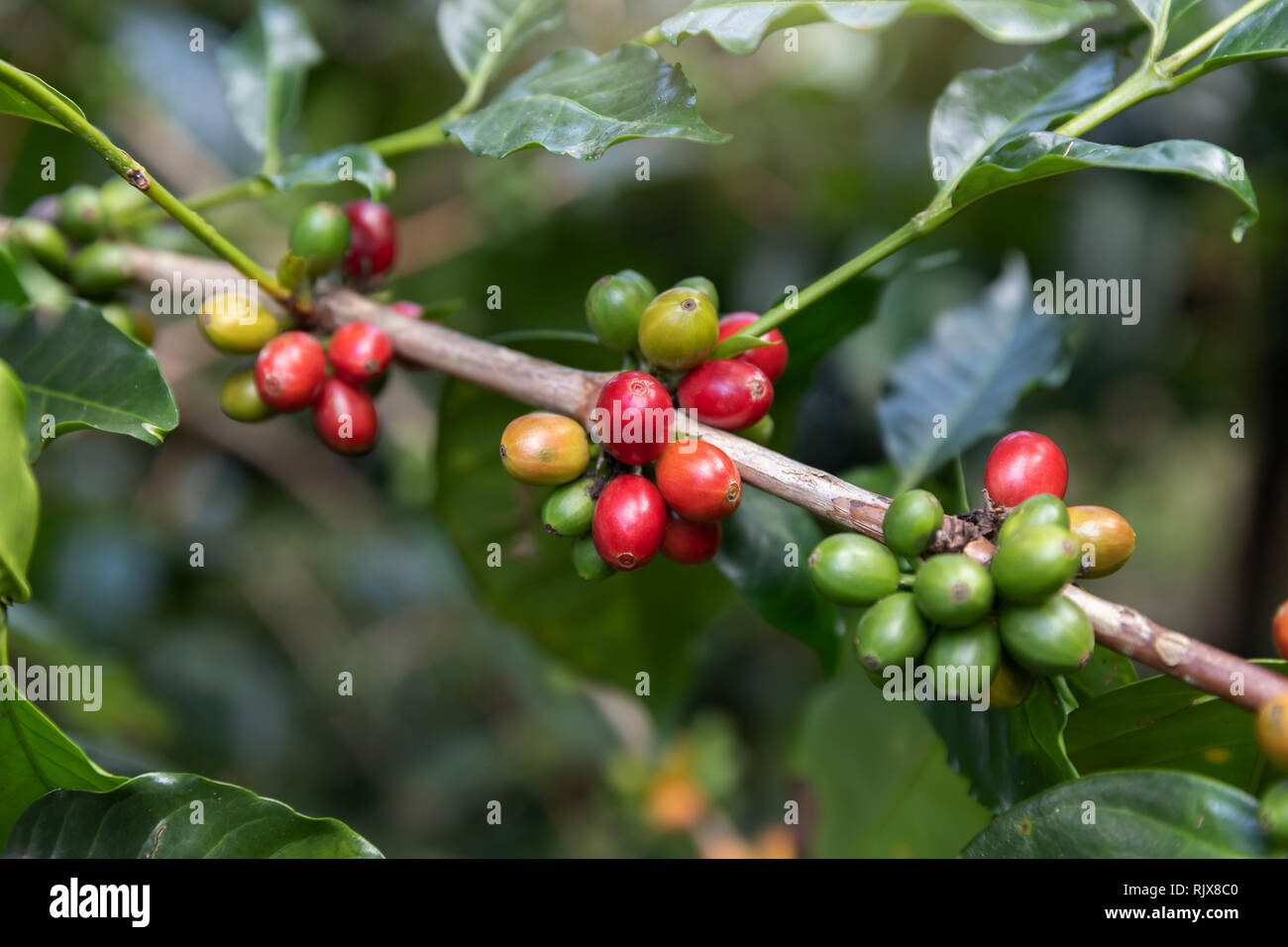 Coffee bean,Arabicas Coffee Tree Stock Photo