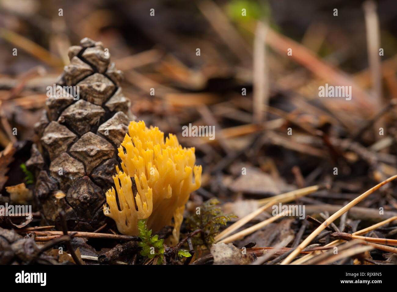 Small coral fungus Stock Photo