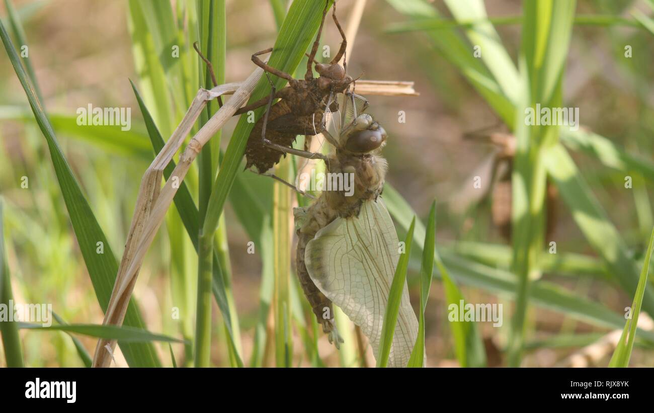 Dragonfly birth. A dragonfly has just emerged from its larval skin and is waiting for the wings to expand and dry. 4K close up Stock Photo