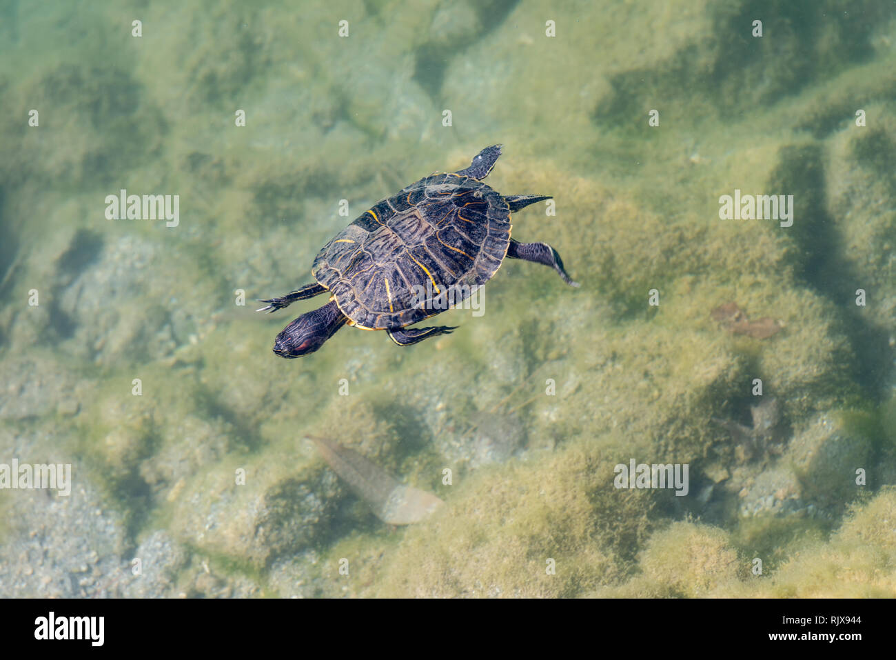turtle swimming in a pond Stock Photo