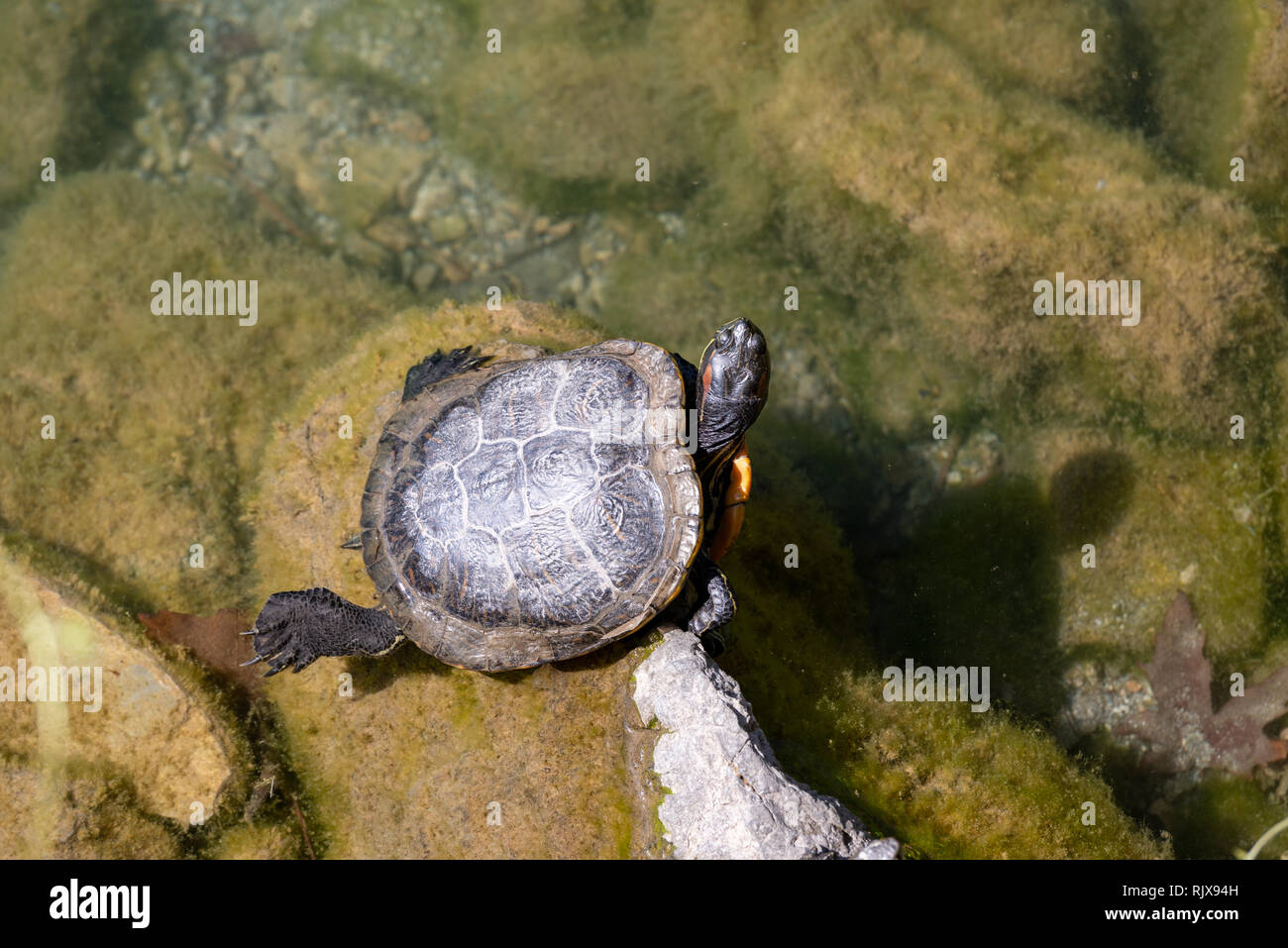turtle sunbathing on a rock in the water Stock Photo