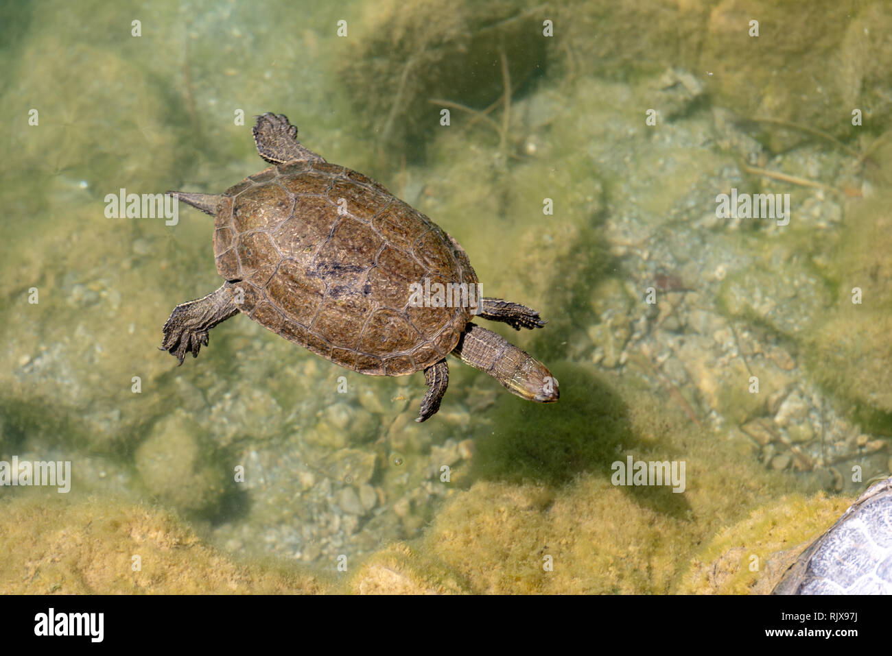 turtle swimming on the surface of a pond Stock Photo