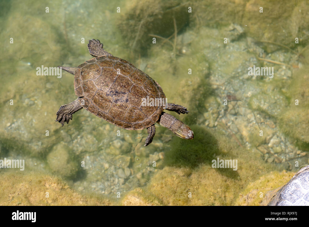 turtle swimming on the surface of a pond Stock Photo - Alamy