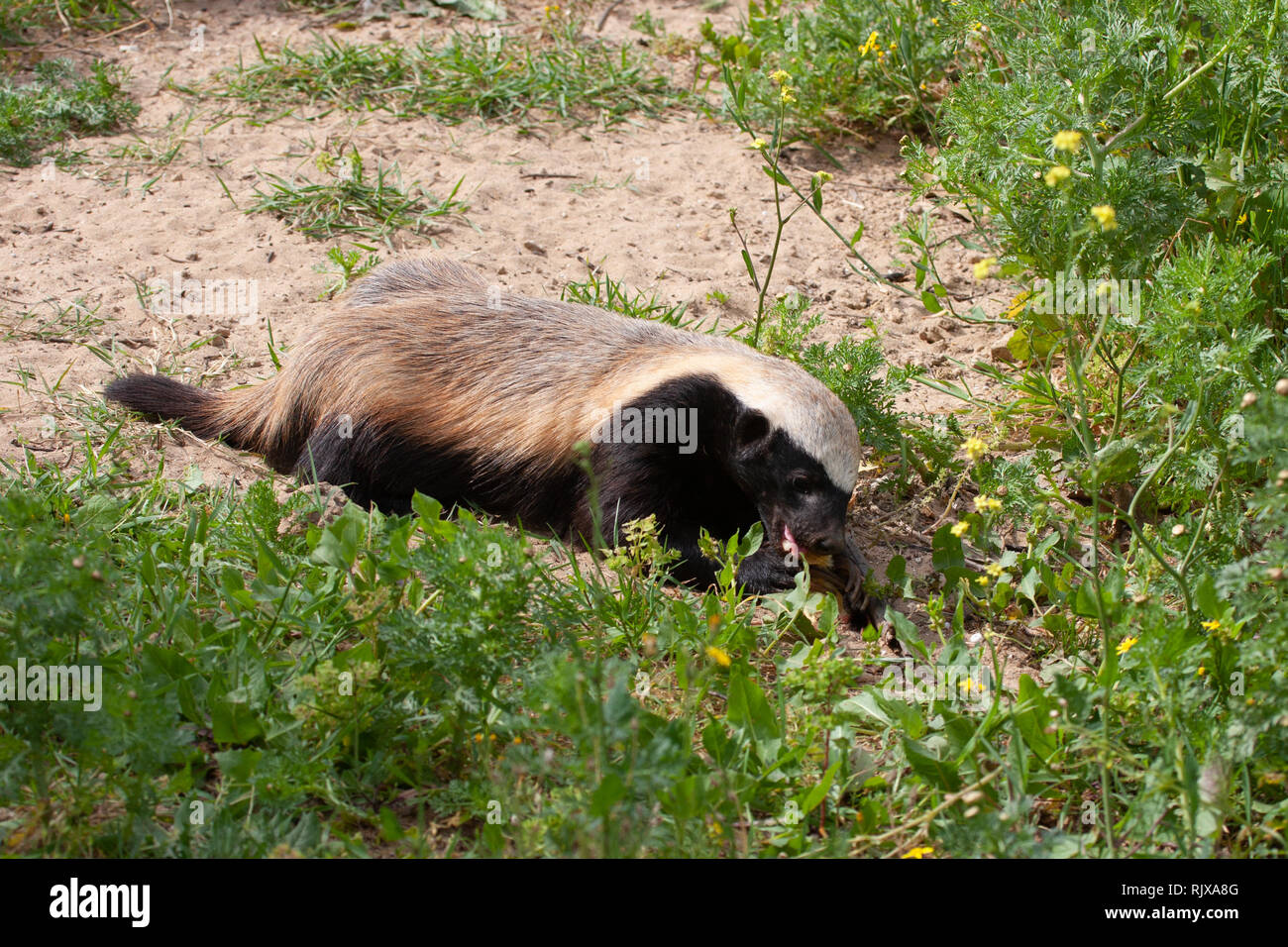 honey badger (Mellivora capensis Stock Photo Alamy