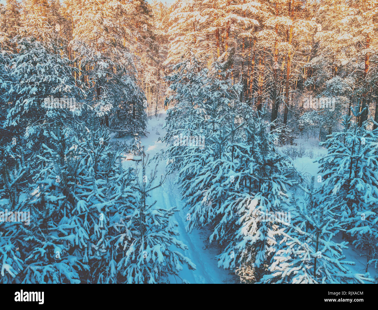 Snowy pine forest hi-res stock photography and images - Alamy