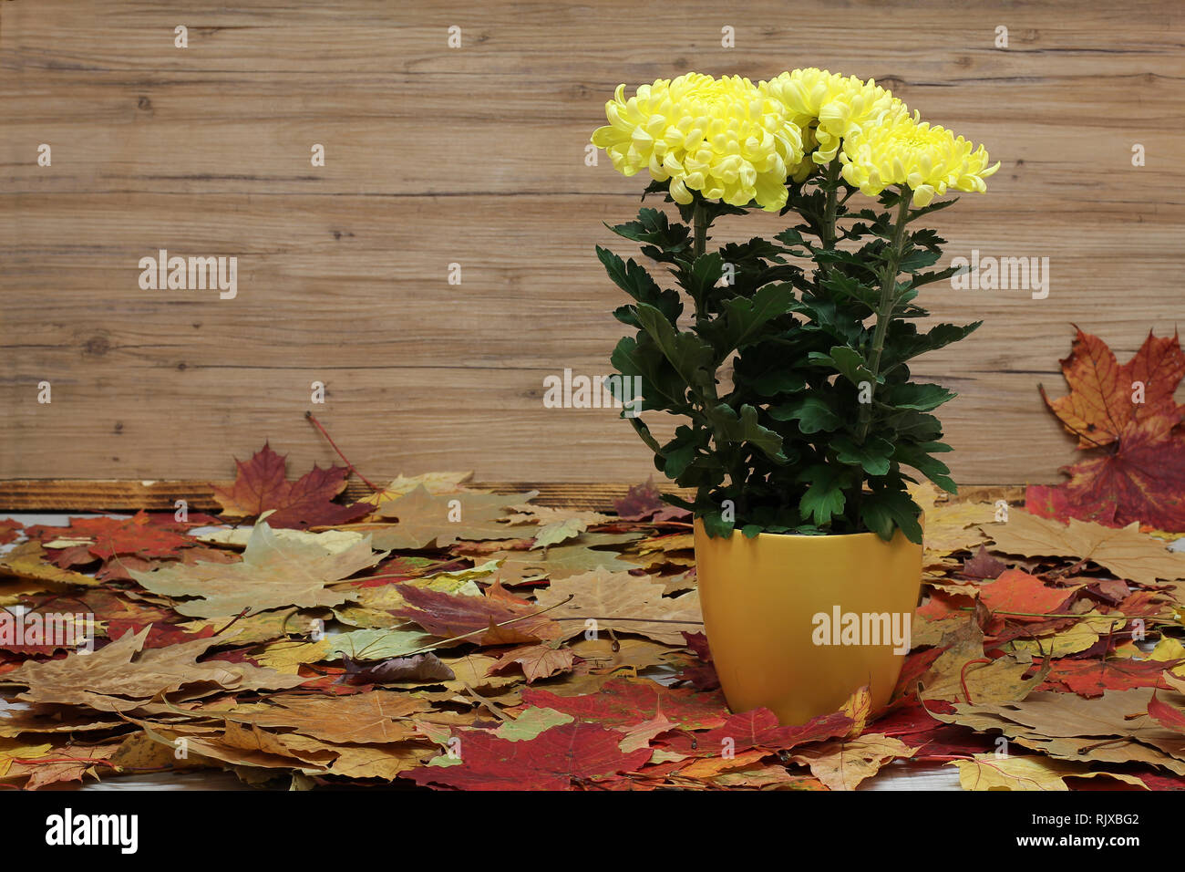 Pictures of chrysanthemums hi-res stock photography and images - Alamy