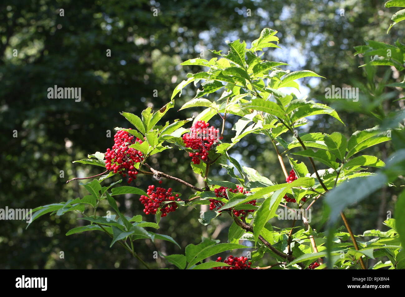 Red Snowball Viburnum opulus red snowball tree hi-res stock photography and images ...