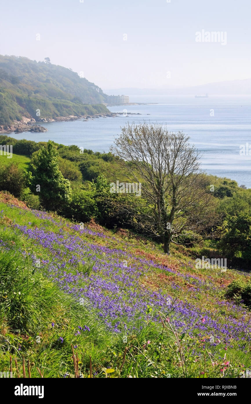Bluebells and other wild flowers at the Ride Mount Edgcumbe country estate Stock Photo