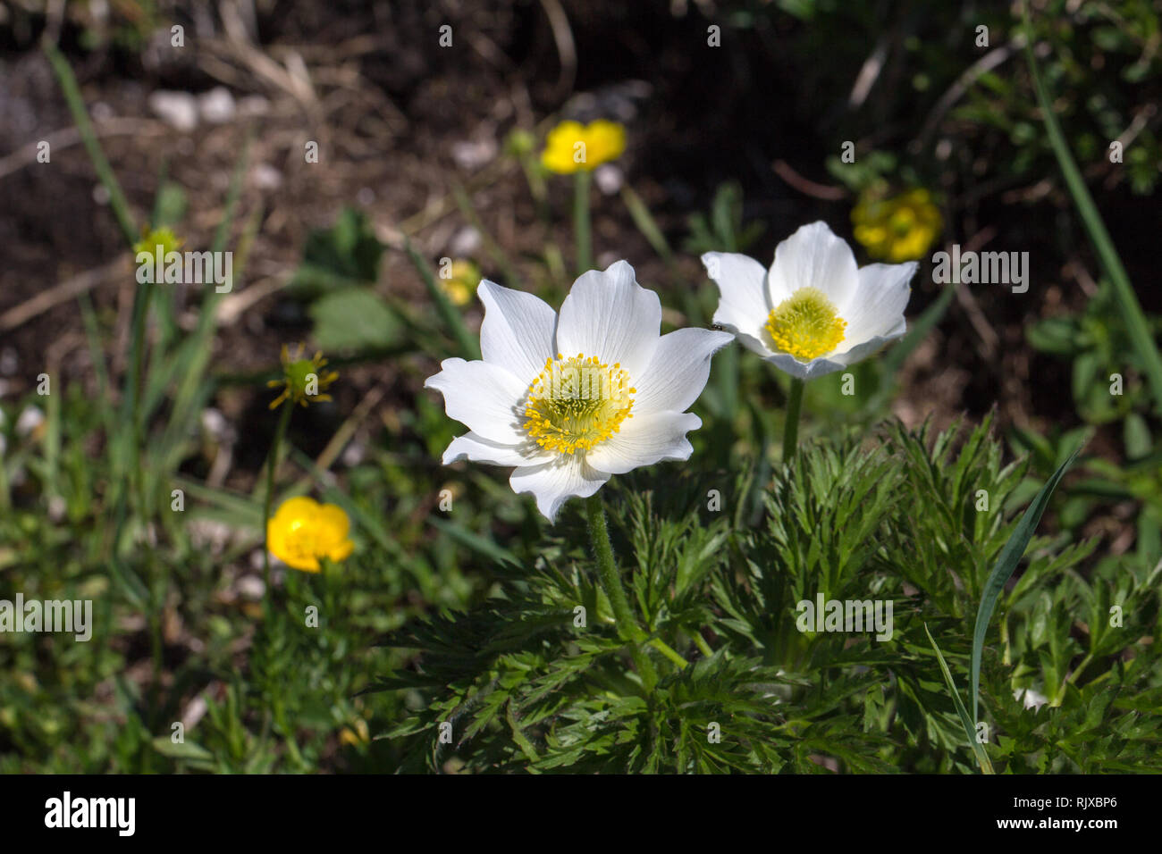 White wood anemone flowers, as a first sign of spring in the forest. Stock Photo