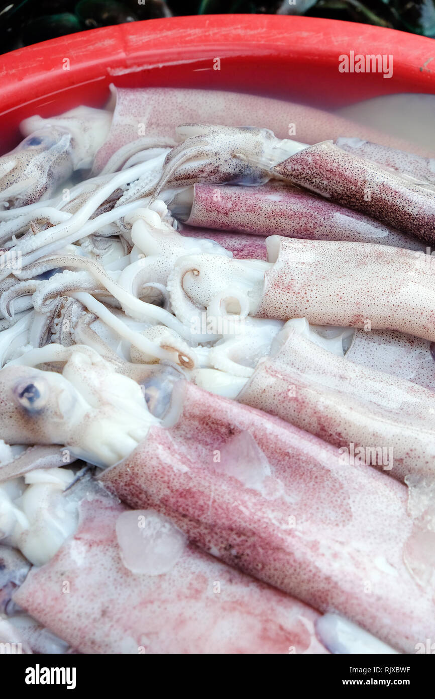 Fresh squid in seafood market Stock Photo - Alamy