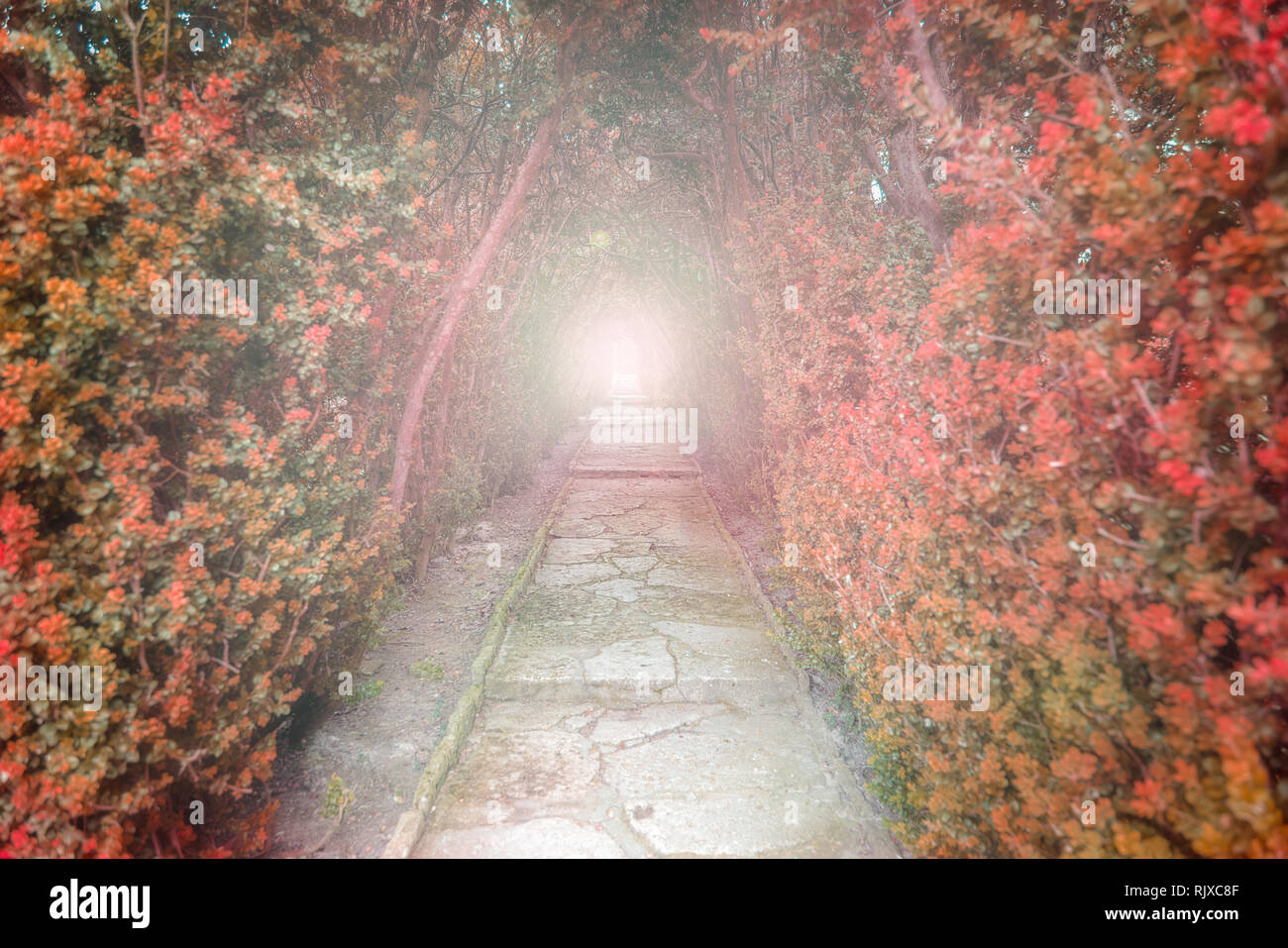 Light at the end of the tunnel. Red tunnel of trees with light at the ...