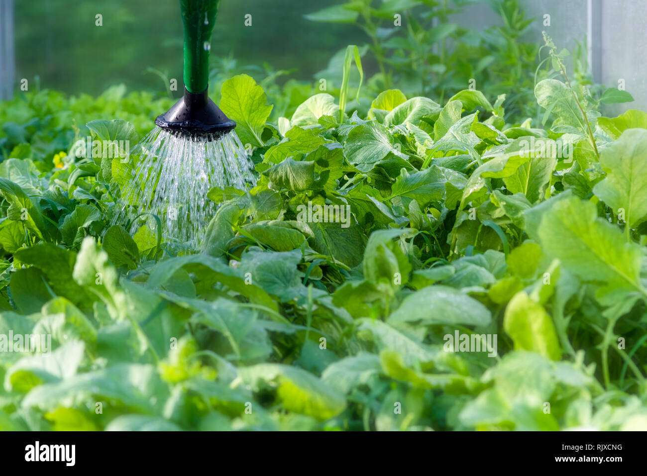 Watering vegetables in greenhouse. Growing organic vegetables. Urban farming Stock Photo