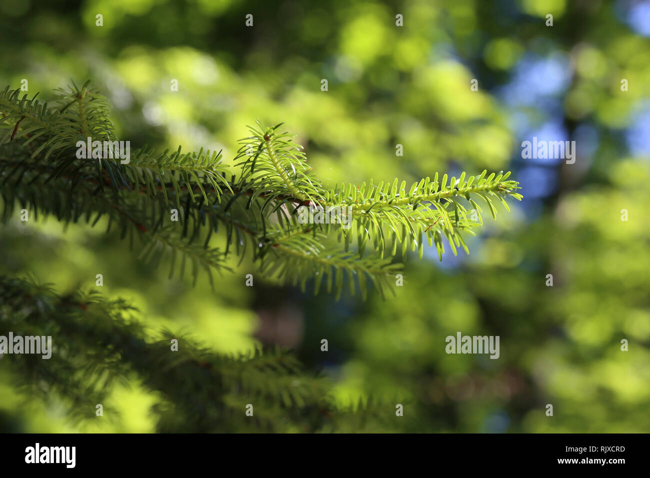 Coniferous trees in forest / Needles close-up Stock Photo