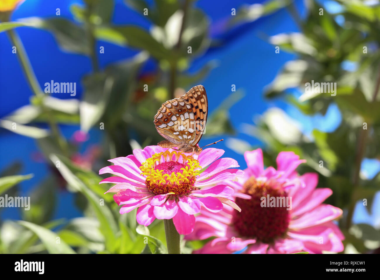 Butterfly sits on a flower Stock Photo - Alamy