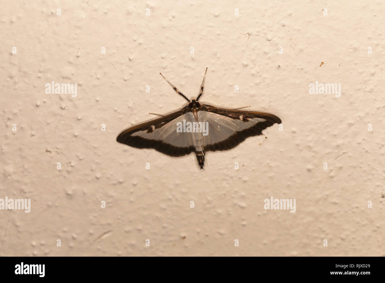moth on wall Stock Photo