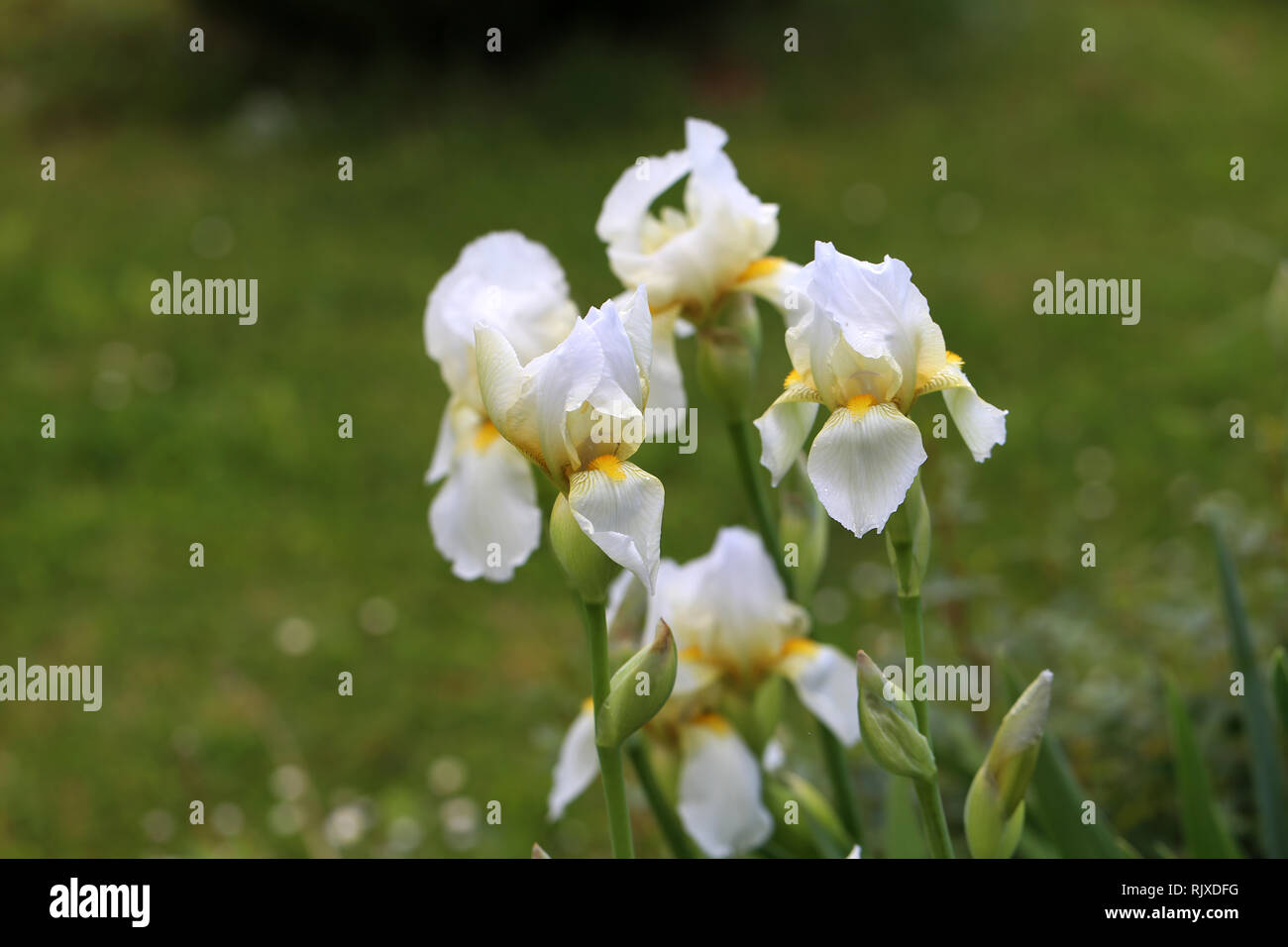 White iris / Beautiful flowers grow on a flower bed Stock Photo