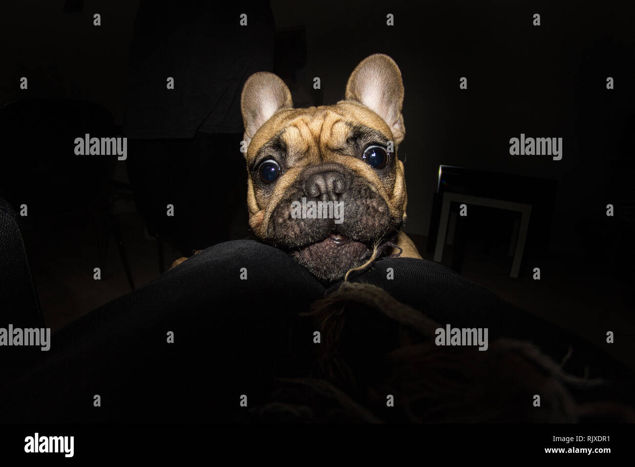 Dramatic picture of little pug dog at night inside of an apartment playing on the floor Stock