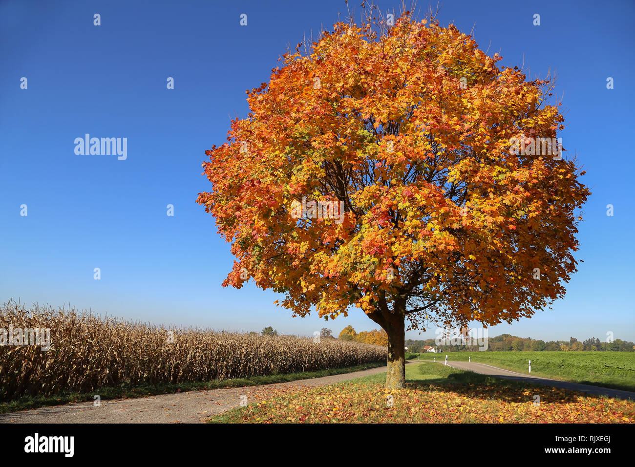 Autumn landscape / Landscape with tree and road Stock Photo - Alamy