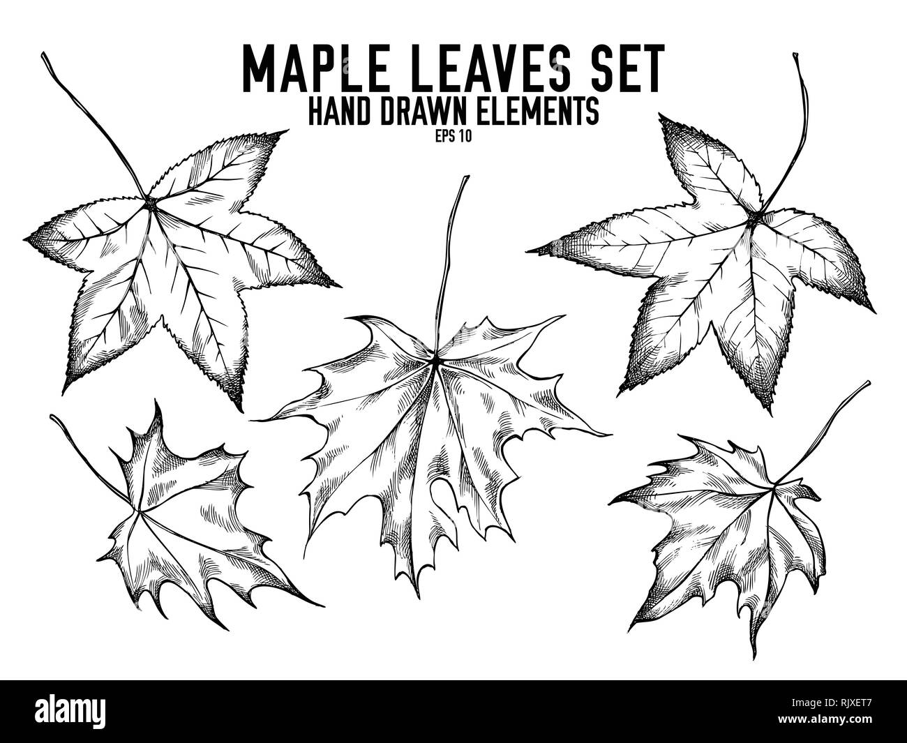 Vector collection of hand drawn black and white maple leaves Stock Vector