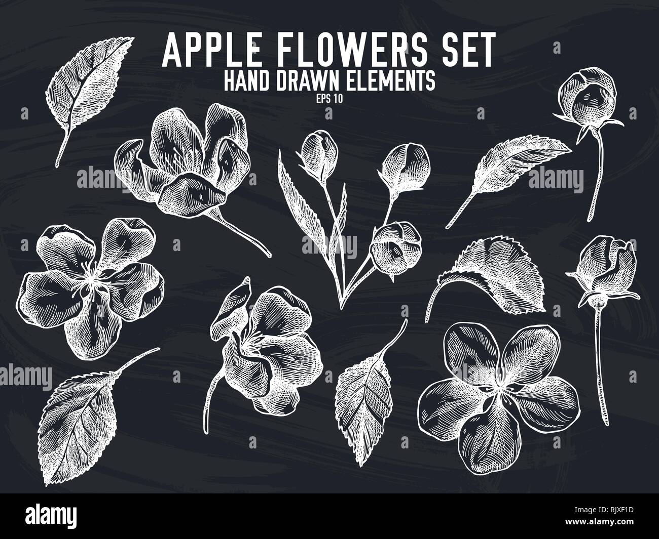 Vector collection of hand drawn chalk apple flowers Stock Vector Image ...