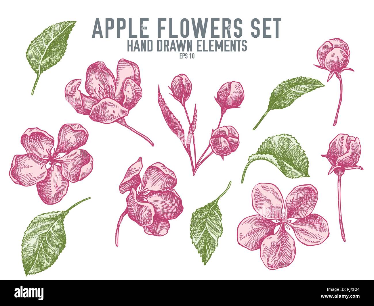 Vector collection of hand drawn pastel apple flowers Stock Vector Image ...