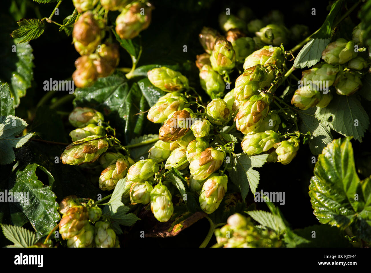 Hop harvest at Larkins brewery, Chiddingstone, Kent Stock Photo