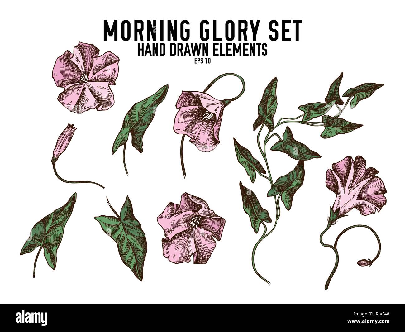 Vector collection of hand drawn colored morning glory Stock Vector ...