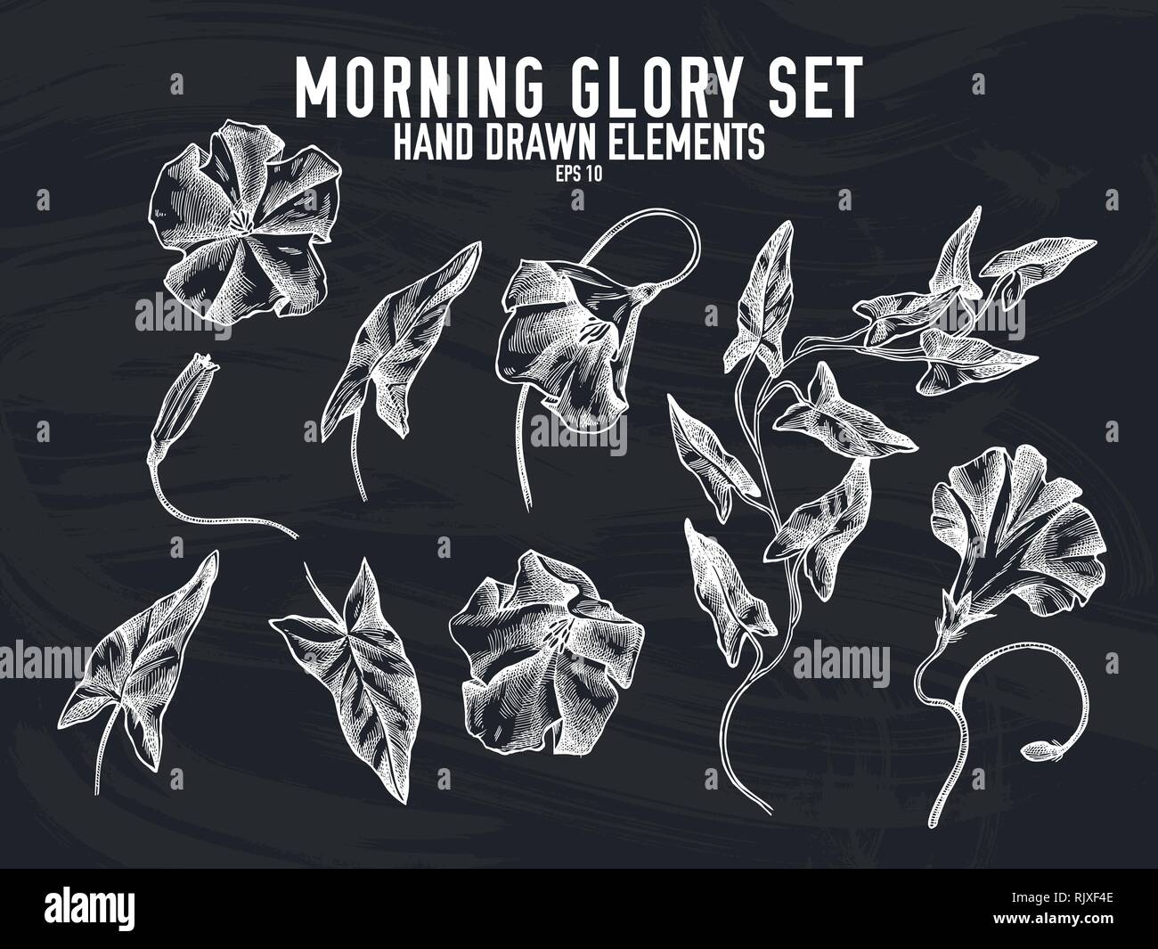 Vector collection of hand drawn chalk morning glory Stock Vector Image ...
