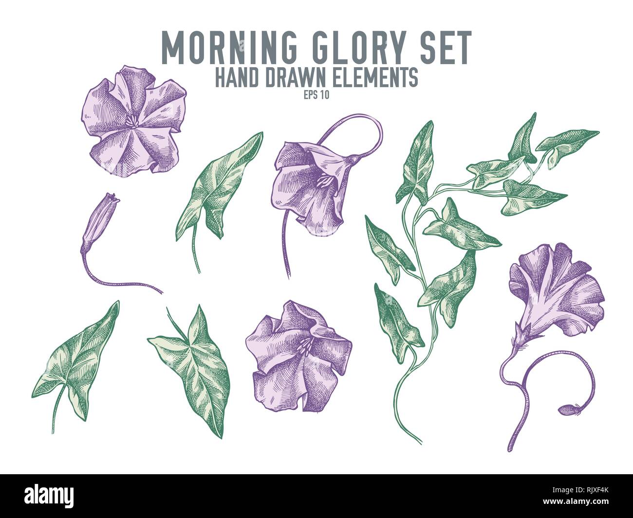 Illustration morning glory Stock Vector Images - Alamy