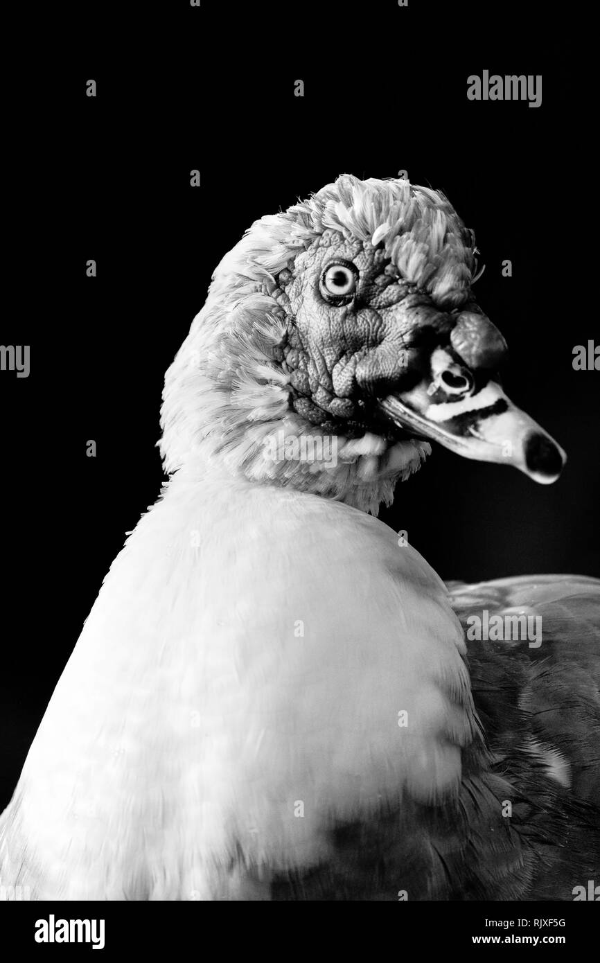 Black and white of mixed swan Stock Photo