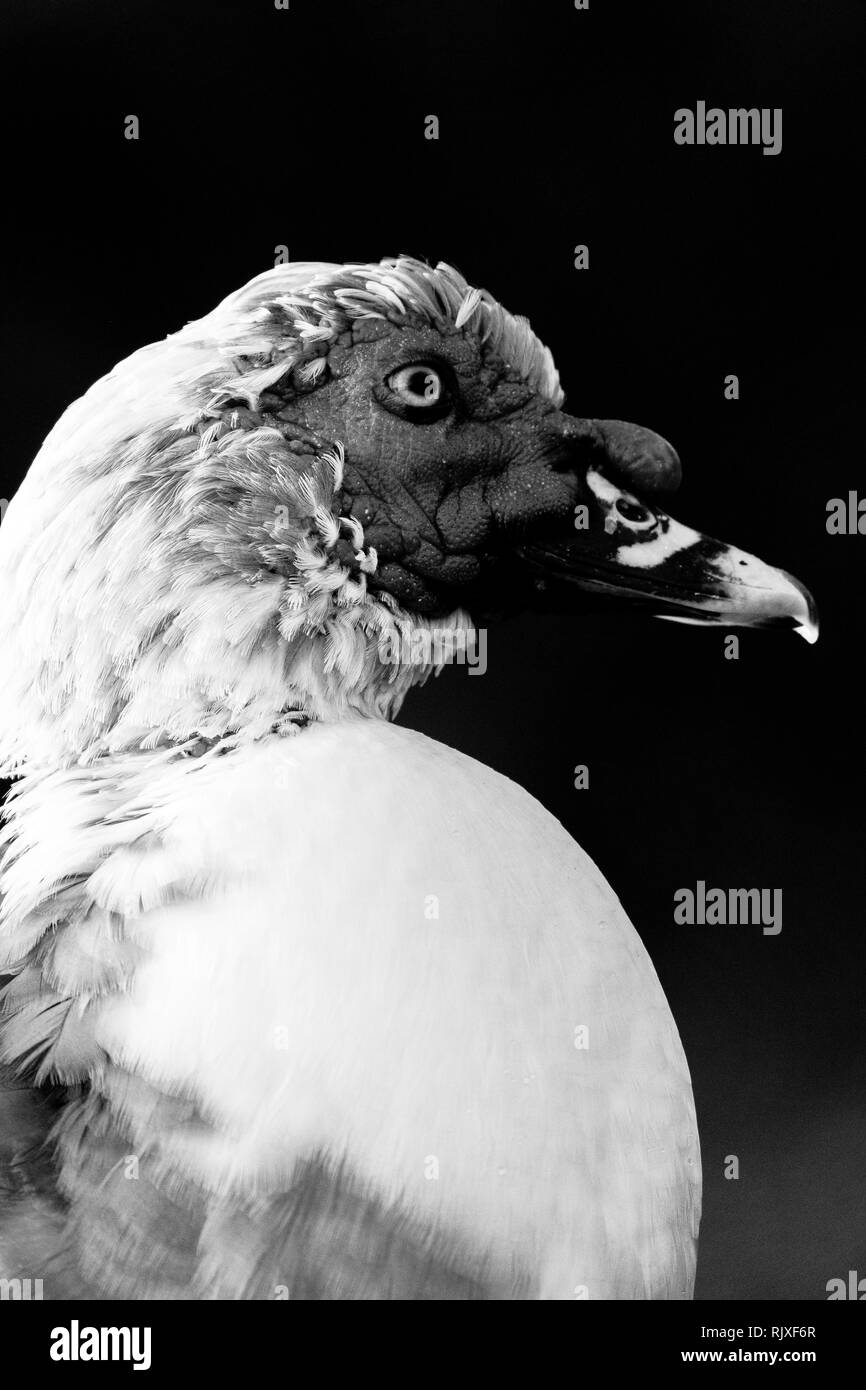 Black and white of mixed swan Stock Photo